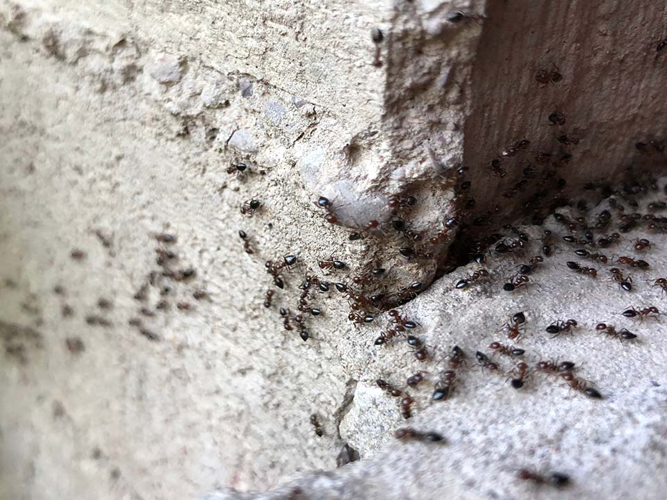 Ants Ants