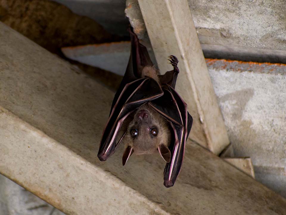 Bats Bats