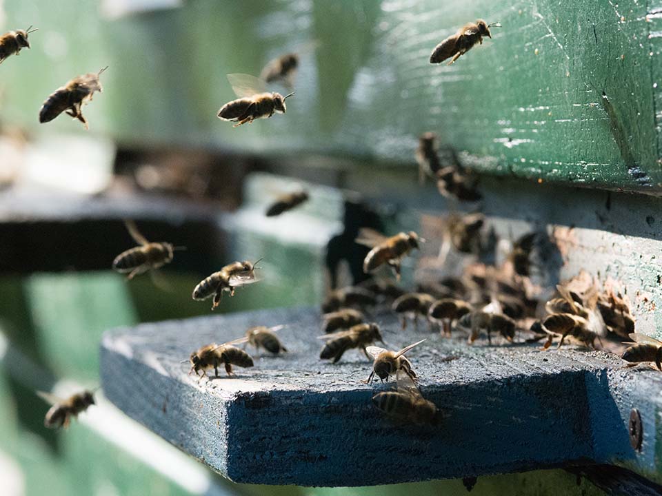 Bees Bees