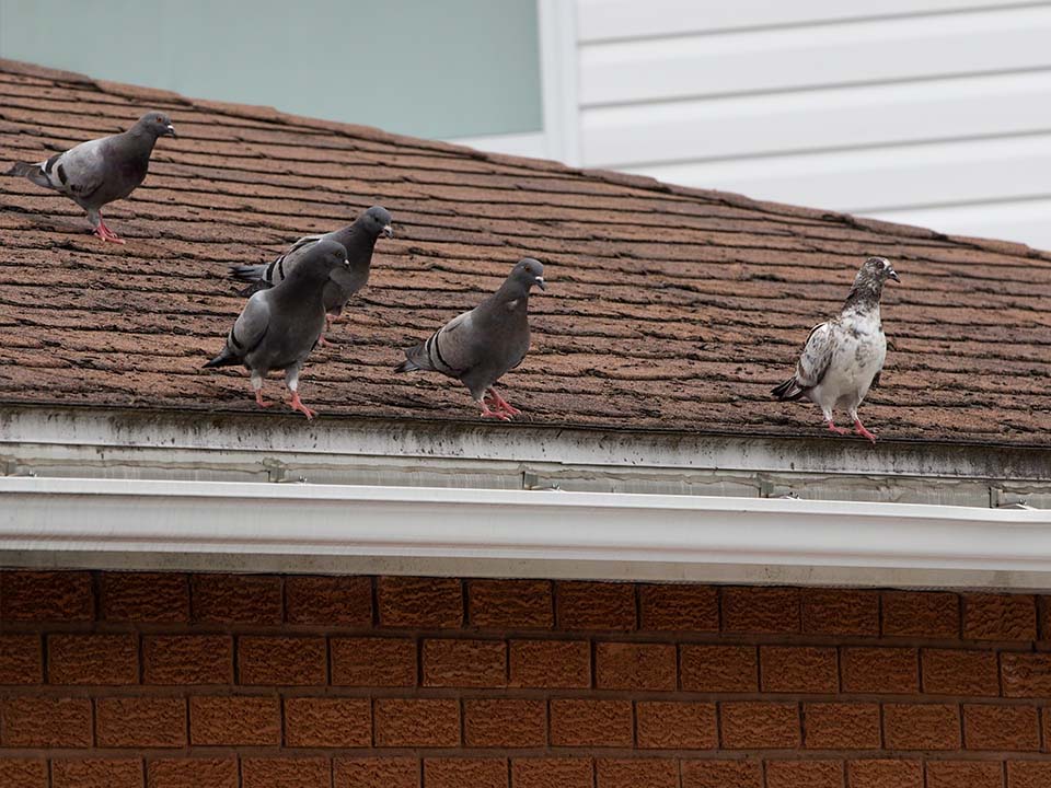 Birds Birds