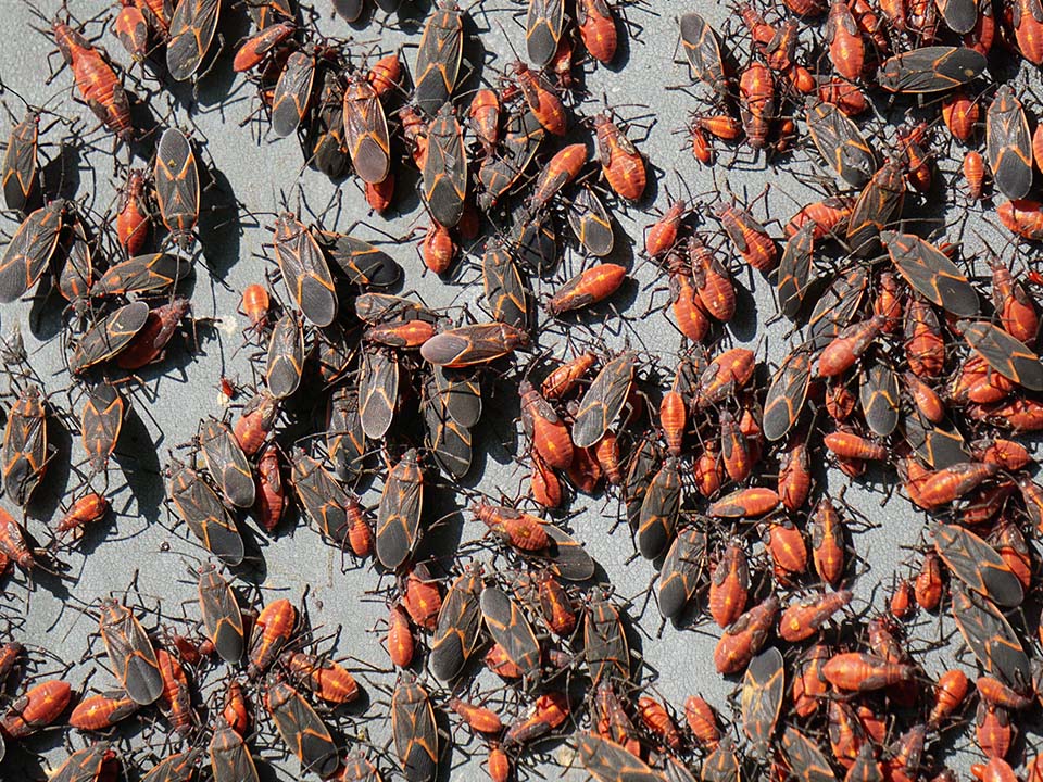 Boxelder Bugs Boxelder Bugs