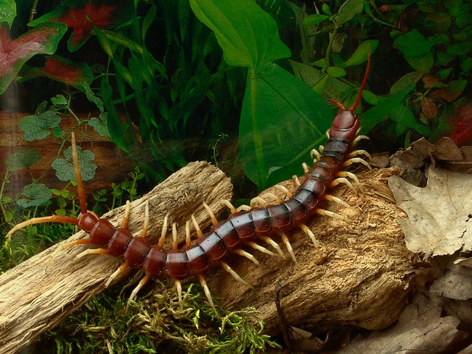 Centipedes Centipedes