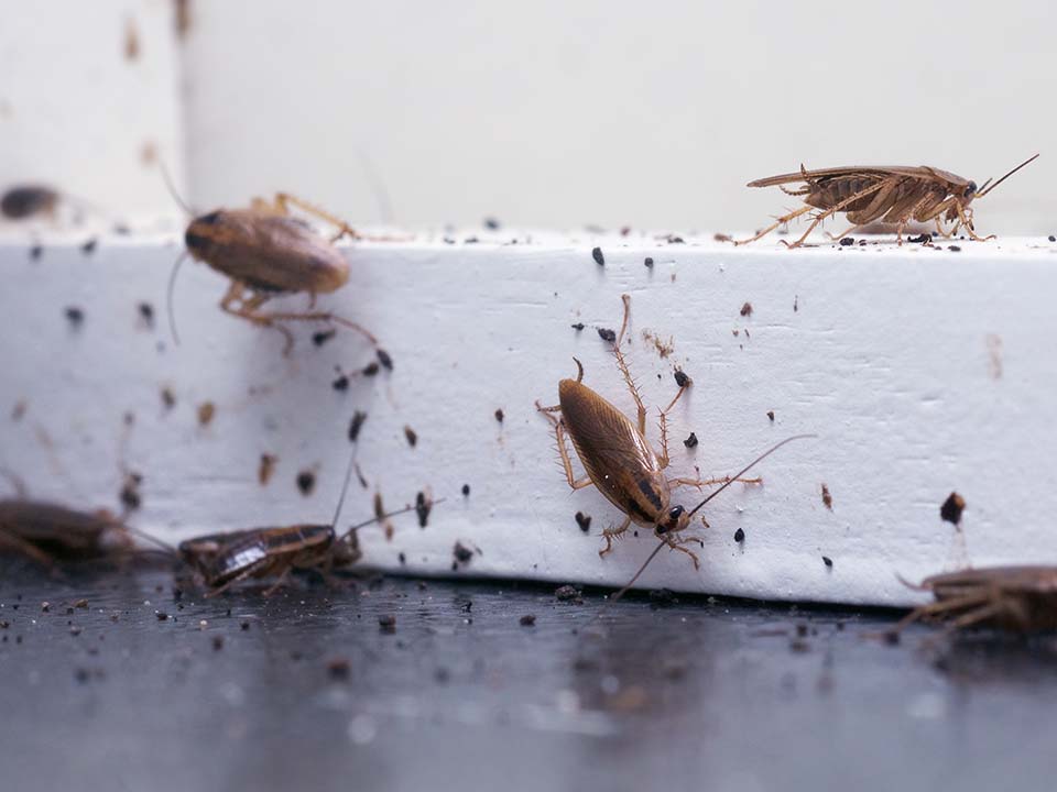 Cockroaches Cockroaches