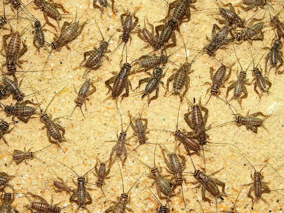 Crickets Crickets