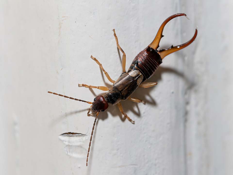 Earwigs