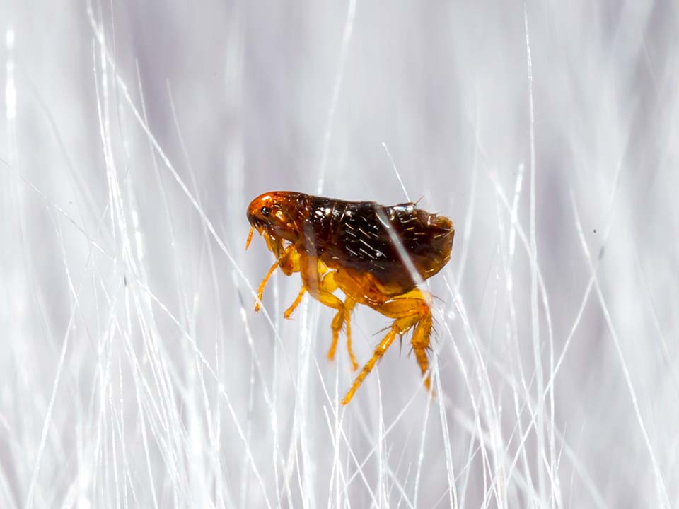 Fleas Fleas