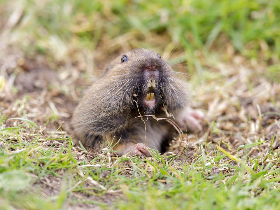 Gophers Gophers