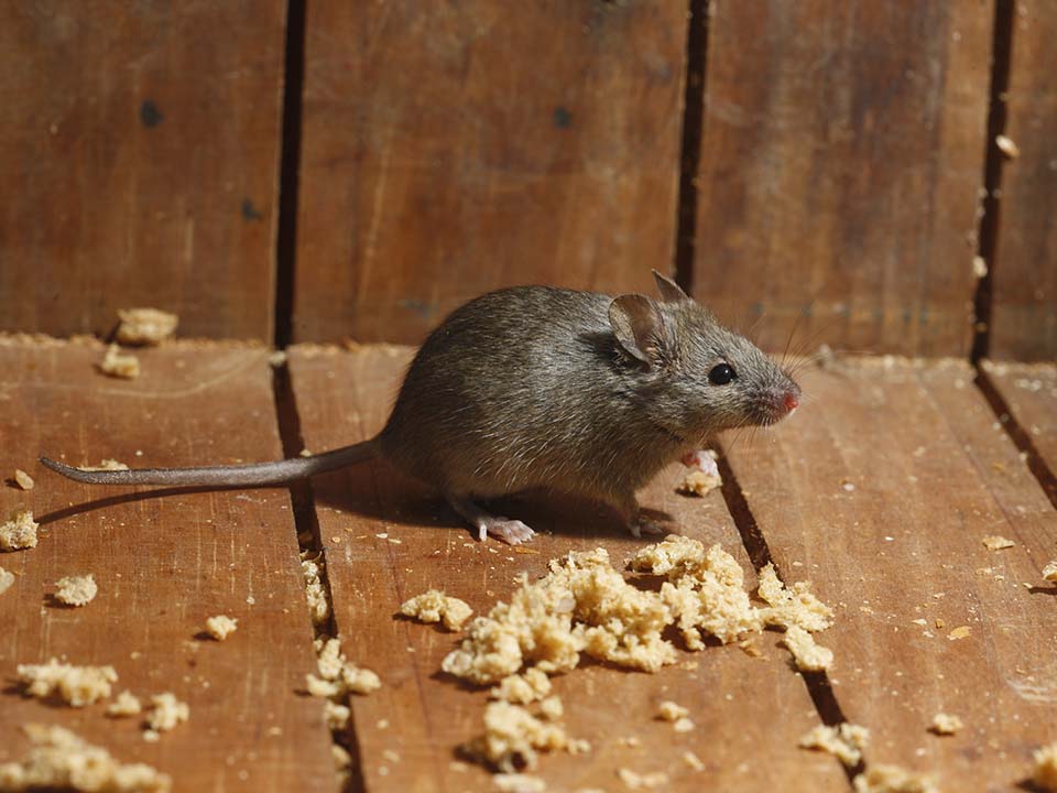 Mice Placeholder
