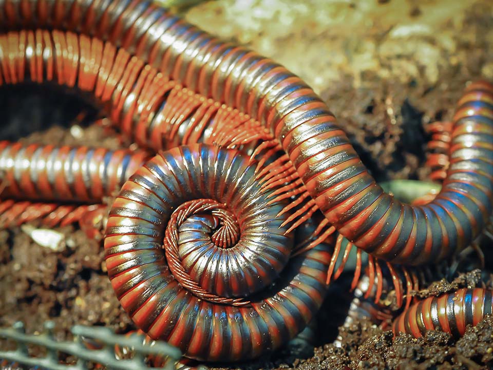 Millipedes Placeholder