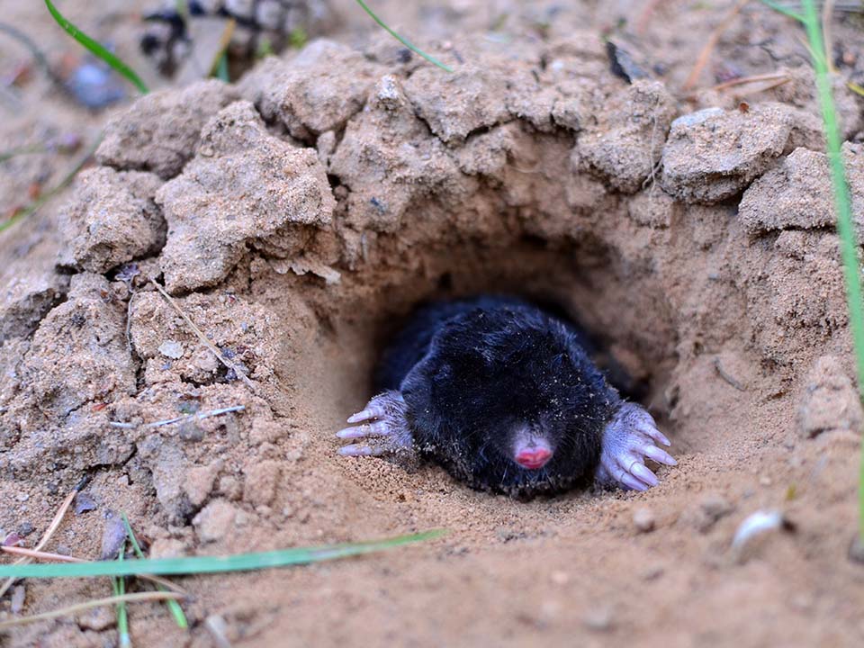 Moles Placeholder