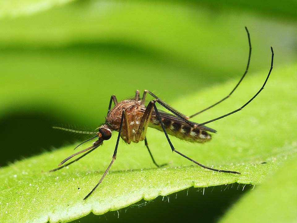 Mosquitoes Placeholder