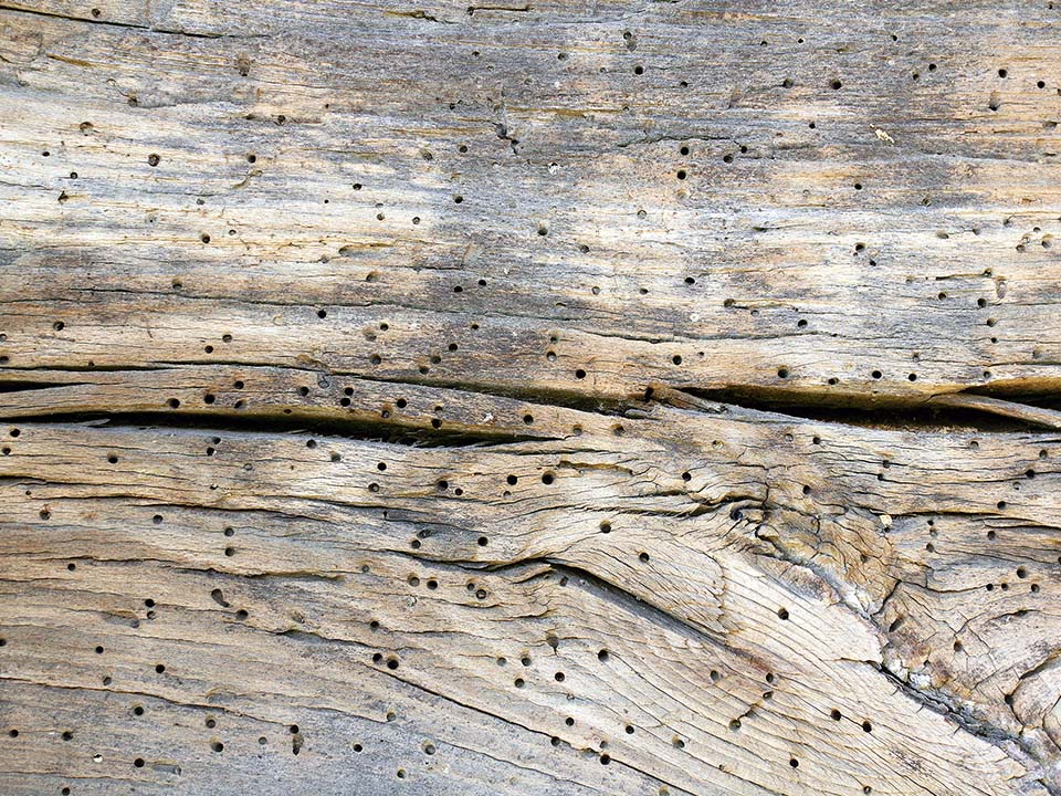 Powderpost Beetles Powderpost Beetles