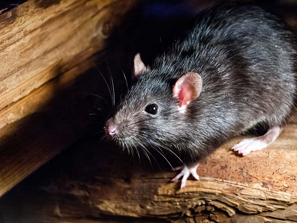 Rats Rats