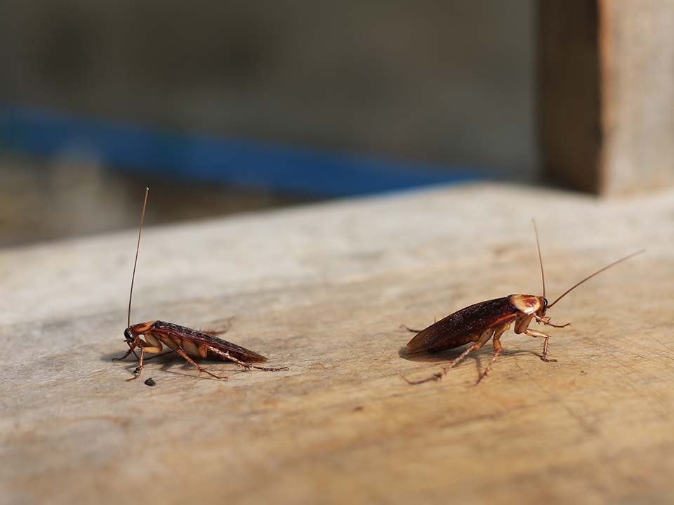 Roaches Roaches