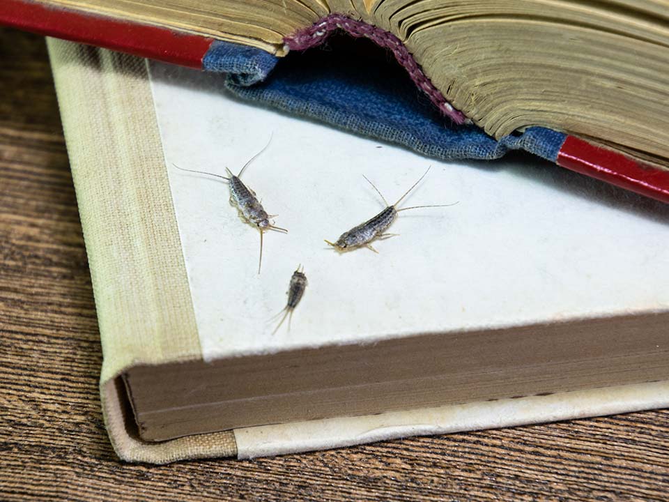 Silverfish Silverfish