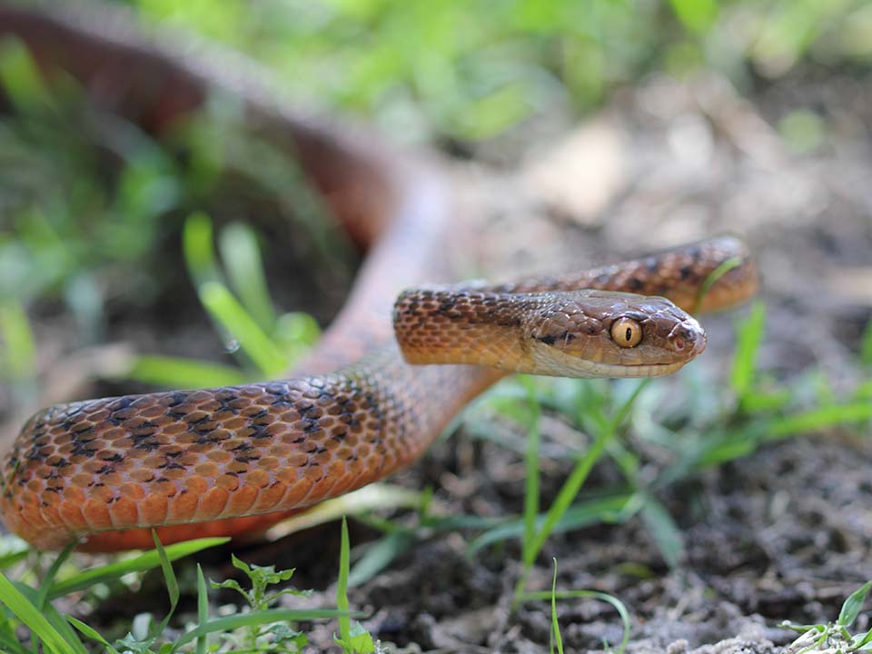 Snakes Snakes