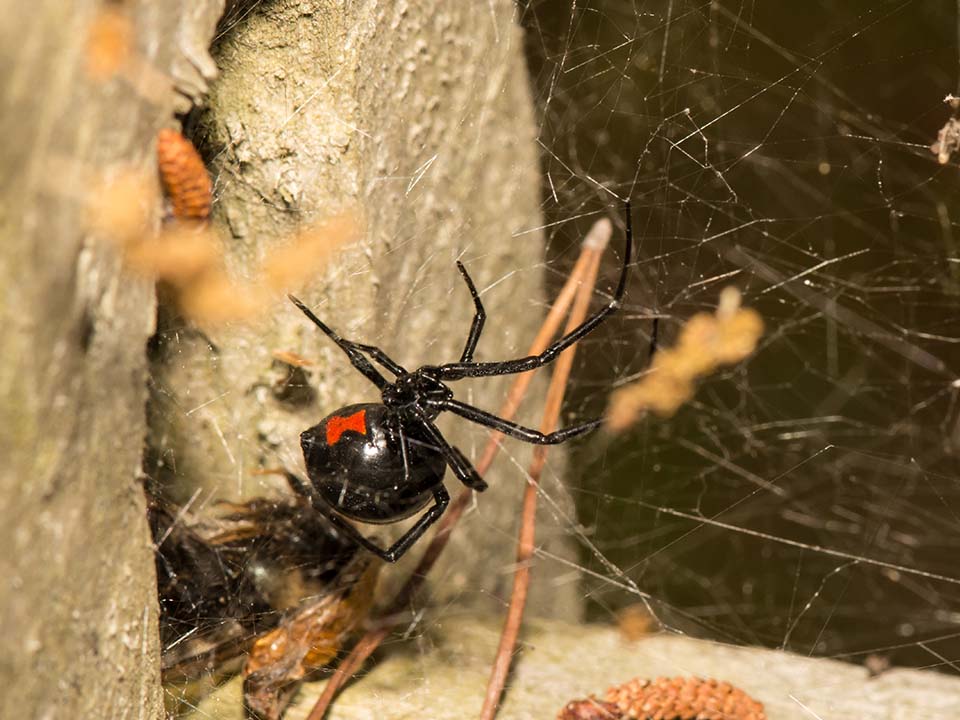 Spiders Spiders