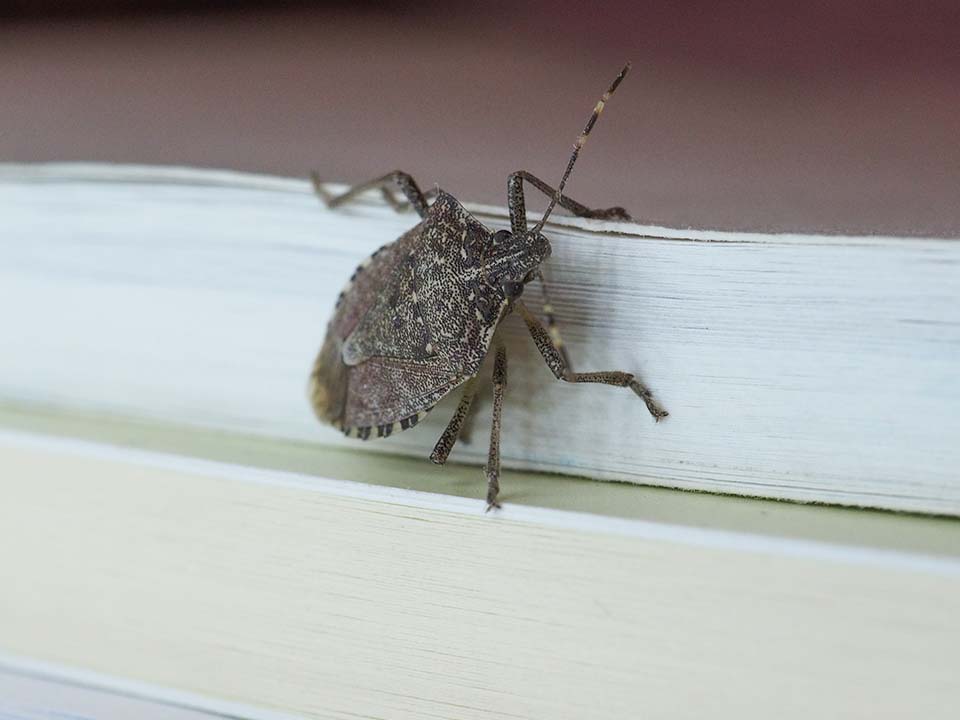 Stink Bugs Stink Bugs