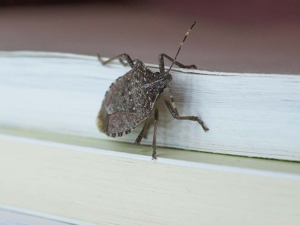 Stink Bugs