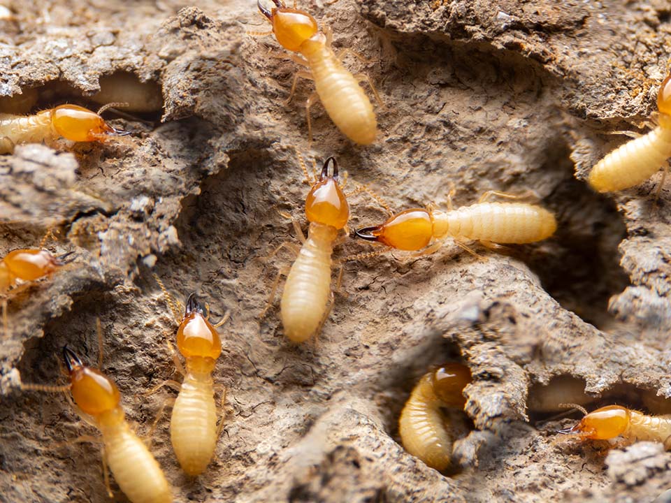 Termites Termites