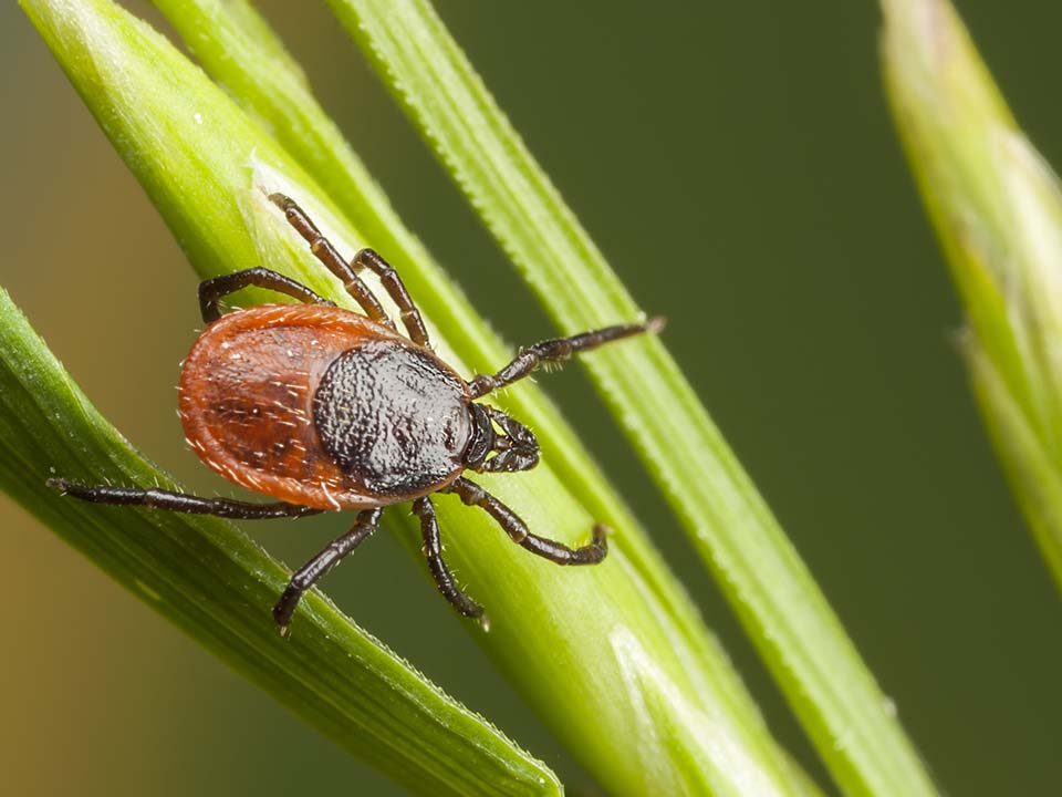 Ticks Ticks