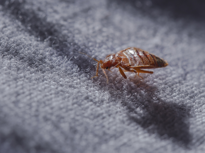 Bed Bugs Bed Bugs