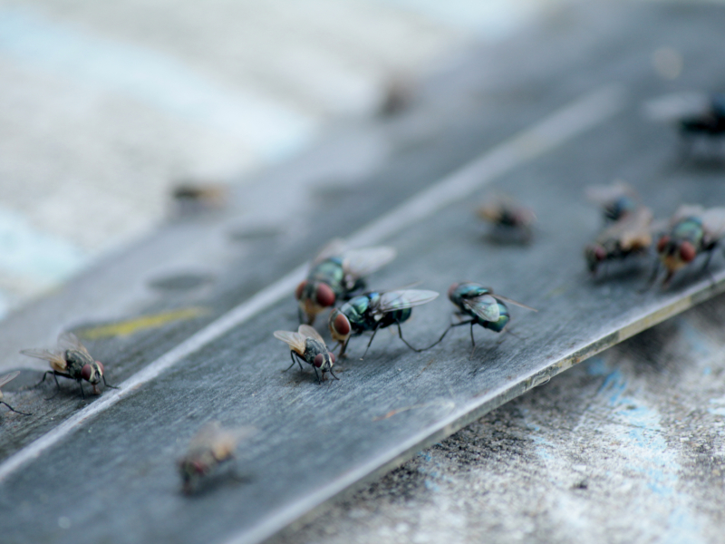 Flies Flies