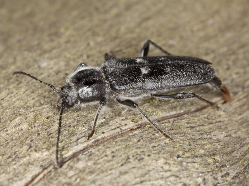 Old House Borer Old House Borer