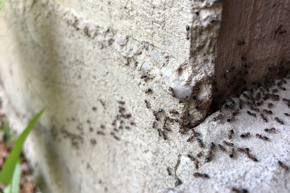 Ants Treatment