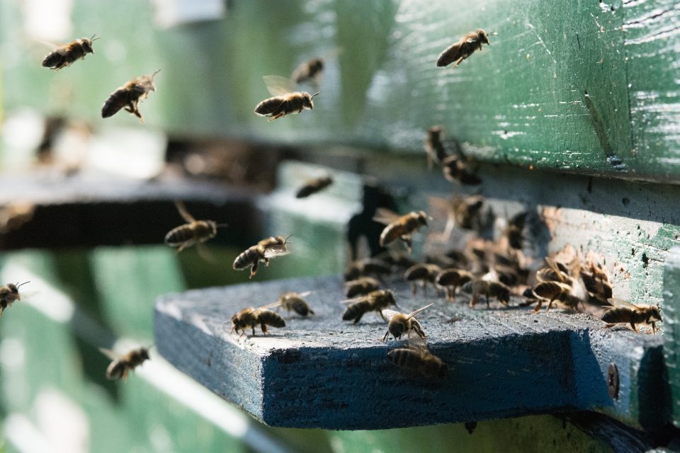 Bees & Wasps Treatment