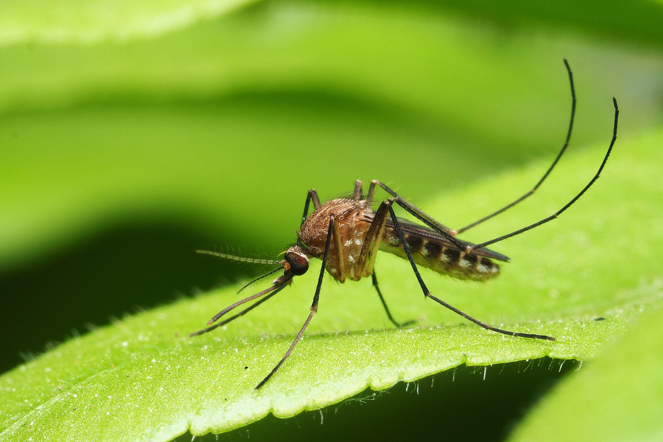 Mosquitoes & Ticks Treatment