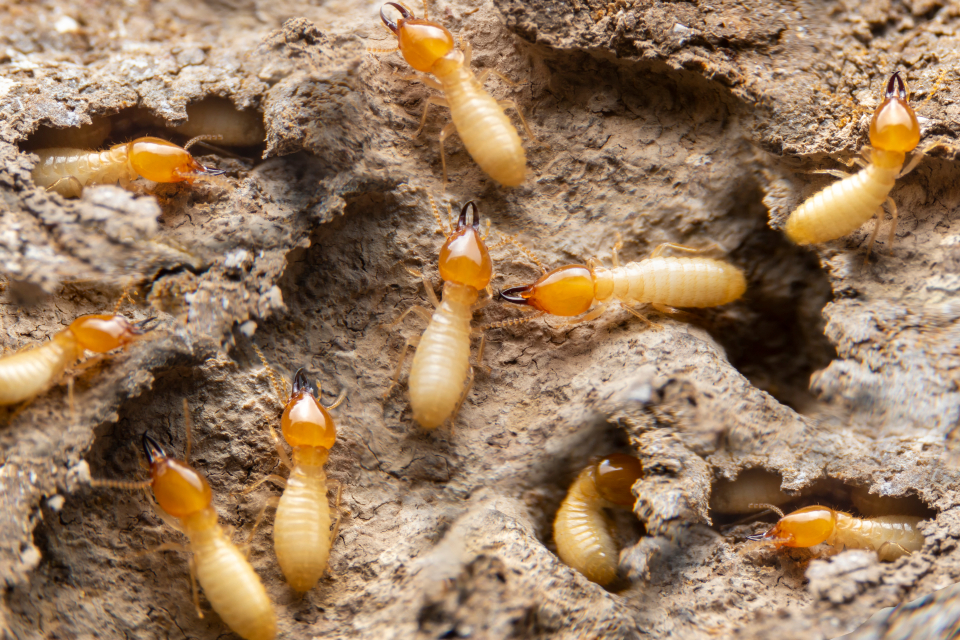 Termites Treatment